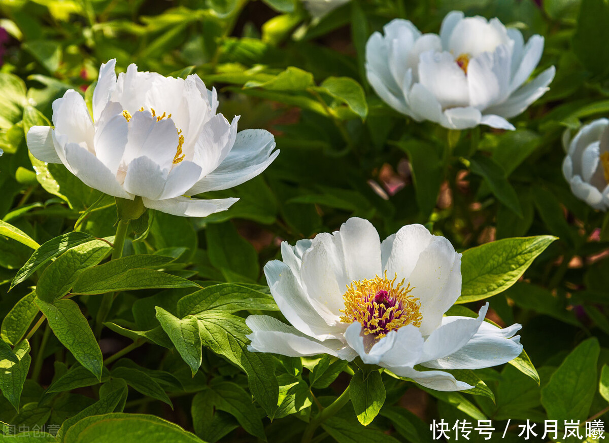 山形|过眼年华,流年轻度,人世几回伤往事,山形依旧枕寒流