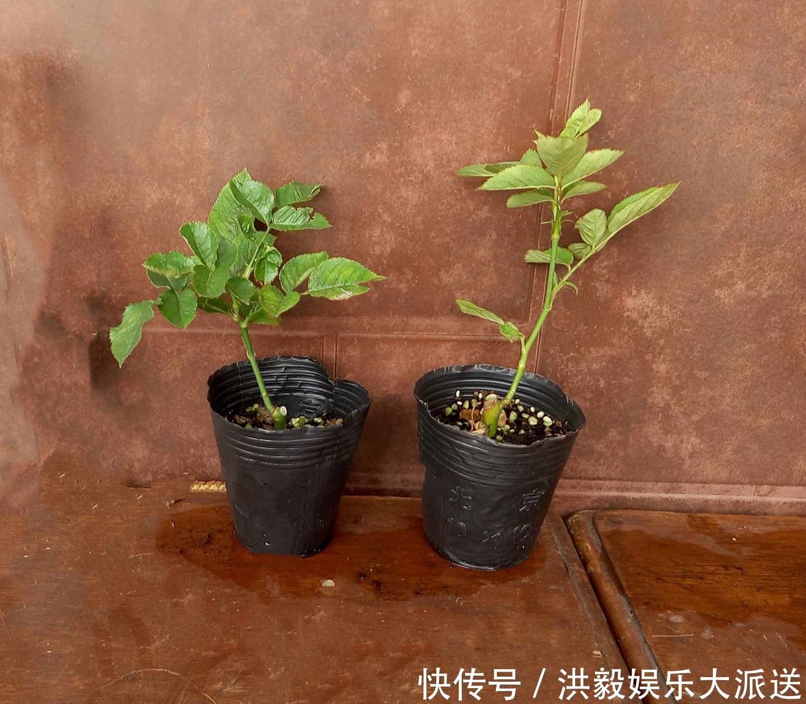 盲芽|月季扦插的弱苗怎样养壮实营养是关键,光照不能少,养根是基本