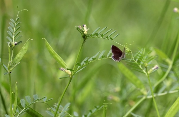 凉拌|65种野菜图片,带你认识不同的野菜和吃法,你想要的野菜这里都有