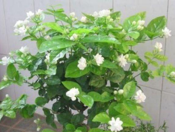 美得倾国倾城的4种花,四季开花不断,阳台变成一片花湖