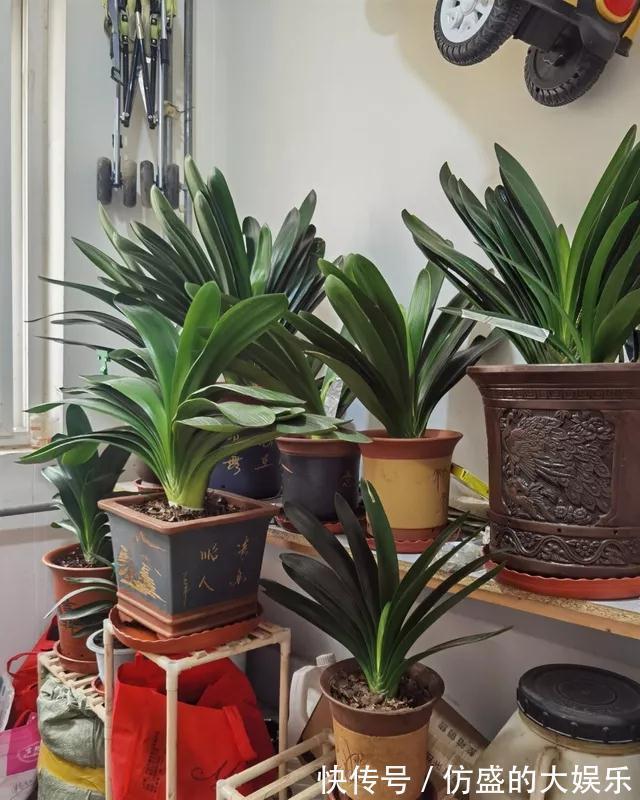 8种“吉利花”,要用“穷养法”,小盆养老桩,富贵又旺家