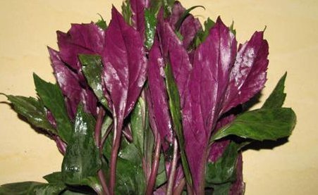 莼菜|女性到了中年,多食4种食物,补气养血,补血护肤,促进子宫排毒