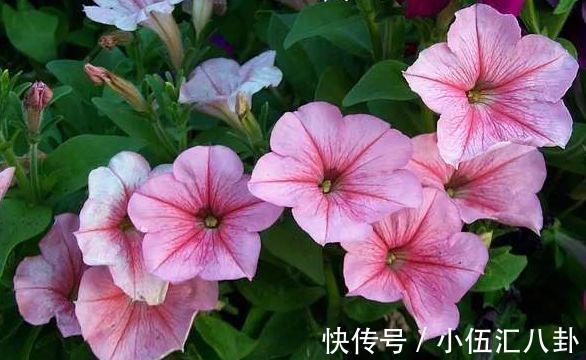 金凤花|从8月26日开始，家养此款花卉，满屋子飘香，花期超级长