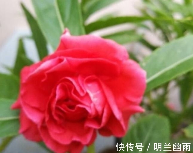 4种花高贵优雅,看了就让人沉醉,一开花就停不下来