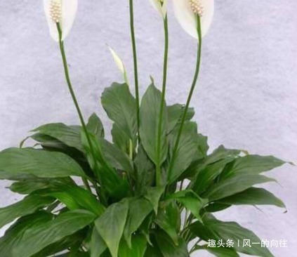 卫生间不适合养绿植这三种放进去蹭蹭长不停，越不见太阳越好长
