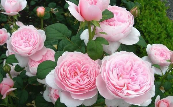 养花行家王阿姨,家里的月季开满盆,原因就是她自制的这种花肥