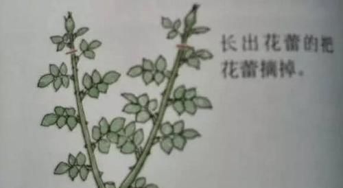  季疏蕾|想要月季花开的漂亮，就用此一招