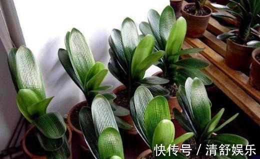 君子兰叶子长斑怎么办,找准原因快速解决君子兰叶斑问题