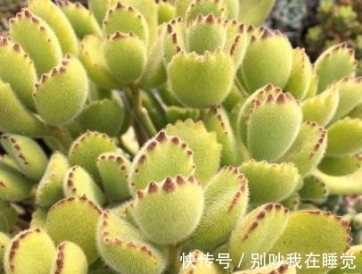 养多肉熊童子，做好4件事，养成小老桩，长出粉嘟嘟的熊爪爪！