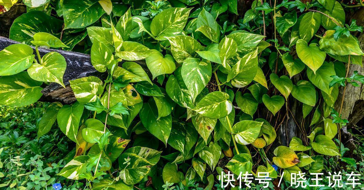 养花7年总结的小经验，希望对你有帮助