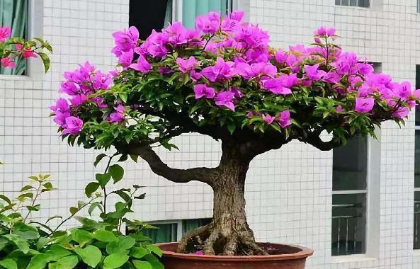 花友|如何给花卉换盆土?不忽略此6个“细节”才算不白忙