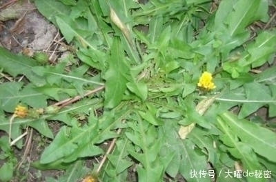 蒲公英|天冷就吃这种“野菜”，种子撒一把，30天长成一盆