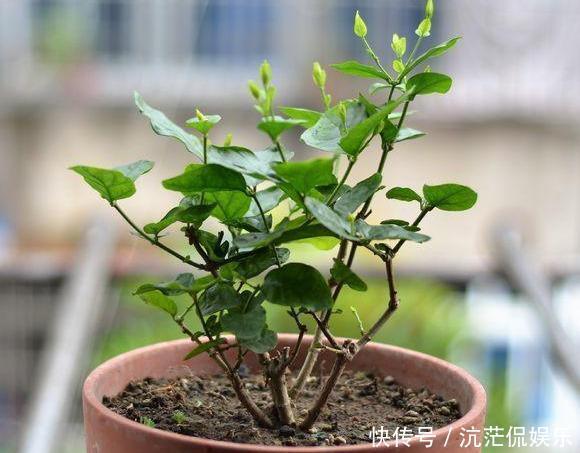 一边儿|矮化茉莉的手法,只需这里“剪一下”,植株矮壮,发满“花芽”