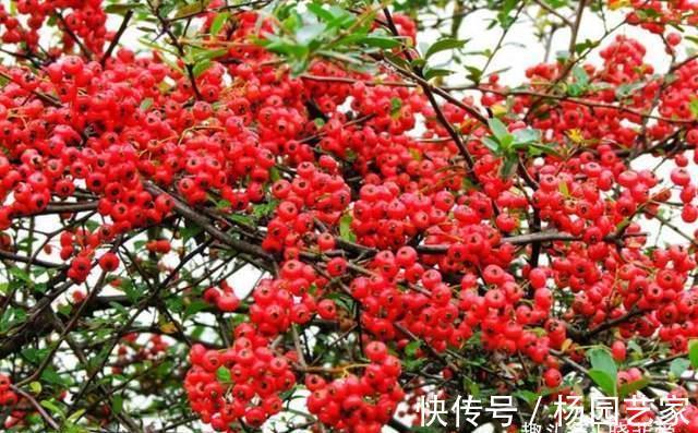 果实|家里种棵“吉祥果”,好看能吃价值多,还能养成精美盆景