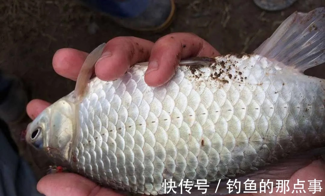 冬季钓获鲫鱼的三个诀窍,照着做,保底十条大板鲫