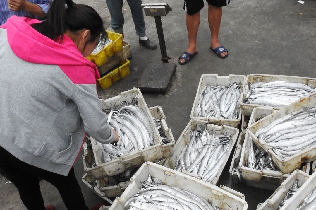 鲅鱼|爱吃鱼注意了！认准这4种鱼，都无法人工养殖，营养好吃，很实惠