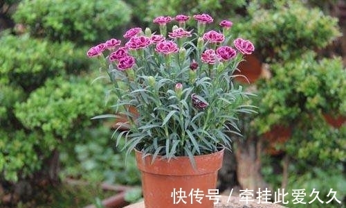 块根|家庭养花总会出现烂根现象,做好这些,再也不用担心换盆了