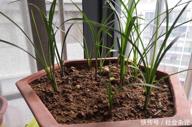 盆里撒点粉,兰花30天变了样,每年都开花