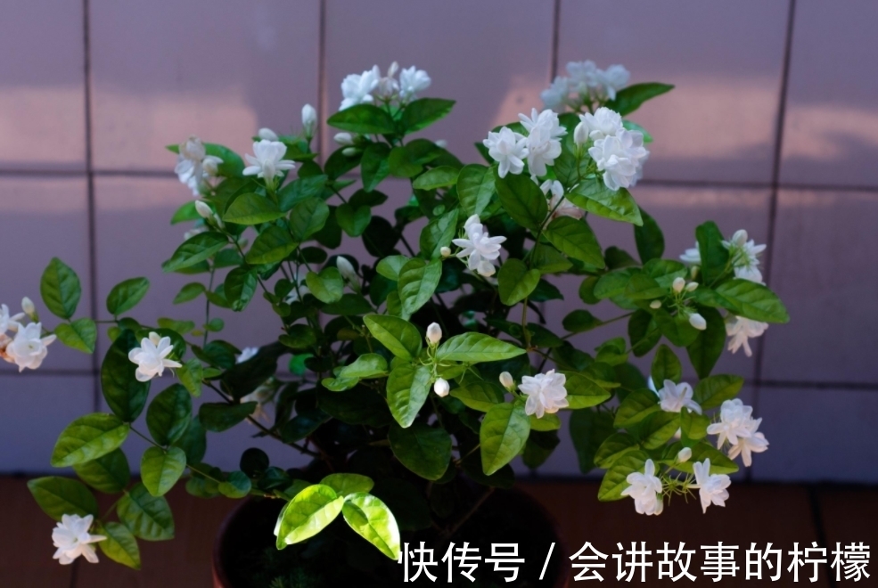 长寿花|5种“漂亮花”，喜欢毒日头，晒晒太阳，直接爆花快