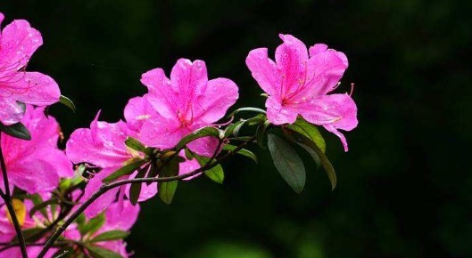 不妨养一盆“杜鹃花”,养护只需记住3点,养出繁茂艳丽的杜鹃花