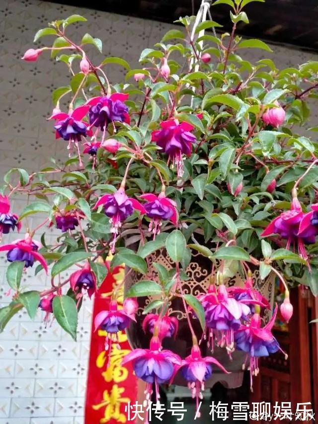 瀑布|6种花,一定要吊起来养,开花像瀑布,看着真过瘾!