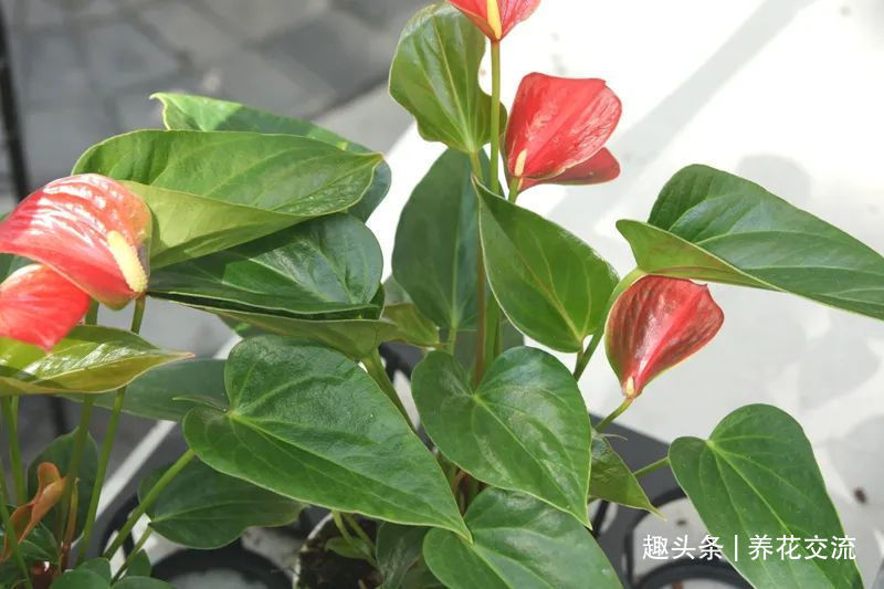 红掌和火鹤花是同一种植物花朵为啥会变绿,如何让它复花