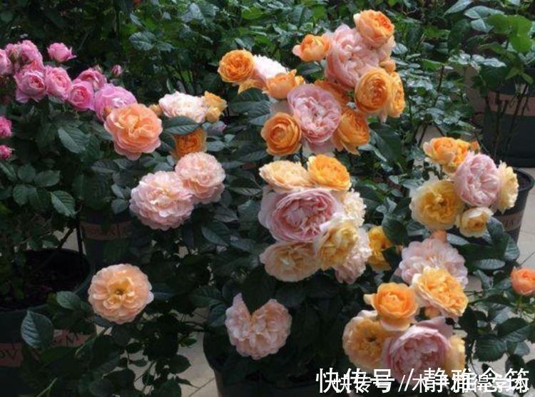 最香的4种花,家养一盆,满屋飘香,花开爆盆美如花