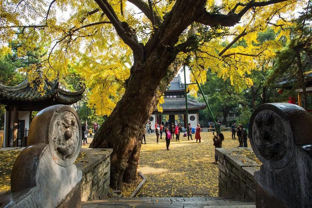 惠山|美到爆！惠山寺前600多岁的古银杏，黄了！