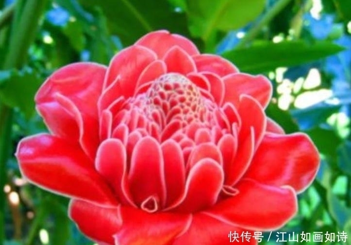 幸福的生活|养花就养这几款,全年开花不停,花色鲜艳夺目,美艳迷人