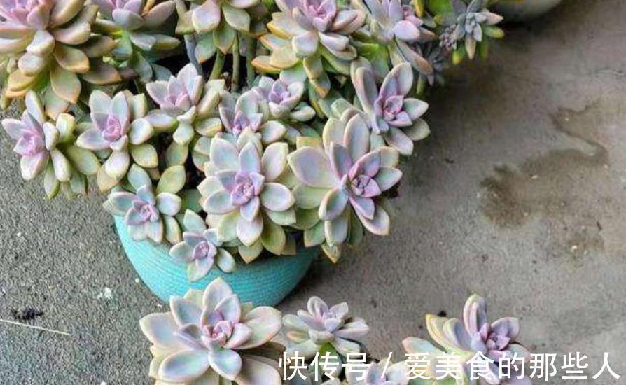 此款多肉短小肥厚，容易爆崽“流出盆”，养成悬崖桩真霸气