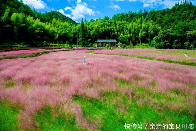 如梦似幻！这片3万平方米的粉黛乱子草花海开了