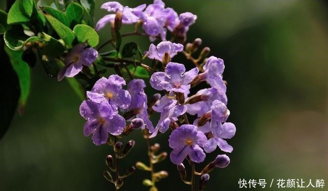 喜欢养护花卉,就选择5种花卉,花色艳、花期长,开花容易成花海