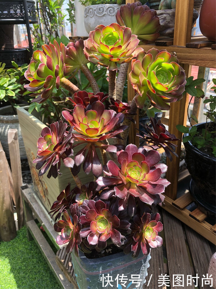 阳台|DIY改造17㎡屋顶花园,忙得不亦乐乎,在喧嚣城市打造一隅静谧