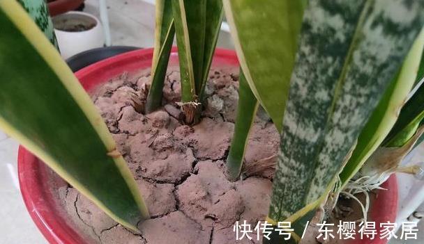 修剪|喜欢养花,先戒掉7个坏习惯,不然啥花也养不好,你占了几个?