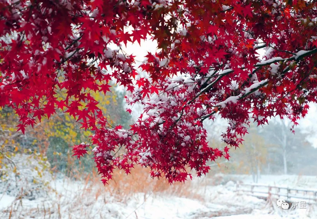 雪花|一场初雪，北京就变成了北平