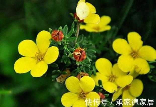 多瓣状|农历7月21号起,最适合养这些花,越养越喜欢,满屋飘香