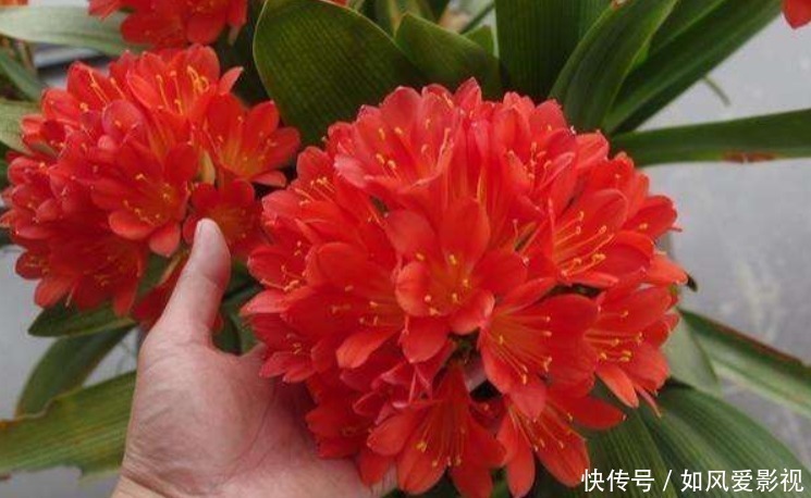 养护|老大爷养君子兰,整整10年,仅靠4种窍门,从幼苗养成富贵花