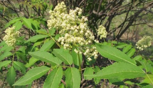 接骨木|农村一种树,全身都是宝,用它泡酒用,治疗风湿有奇效