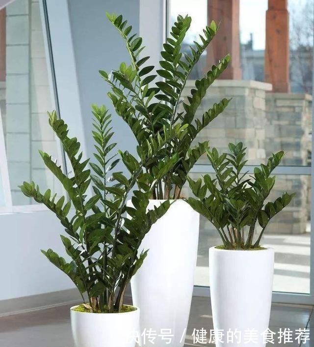 春天金钱树爱黄叶烂根,来点“小技巧”不担心,叶片翠绿有精神!