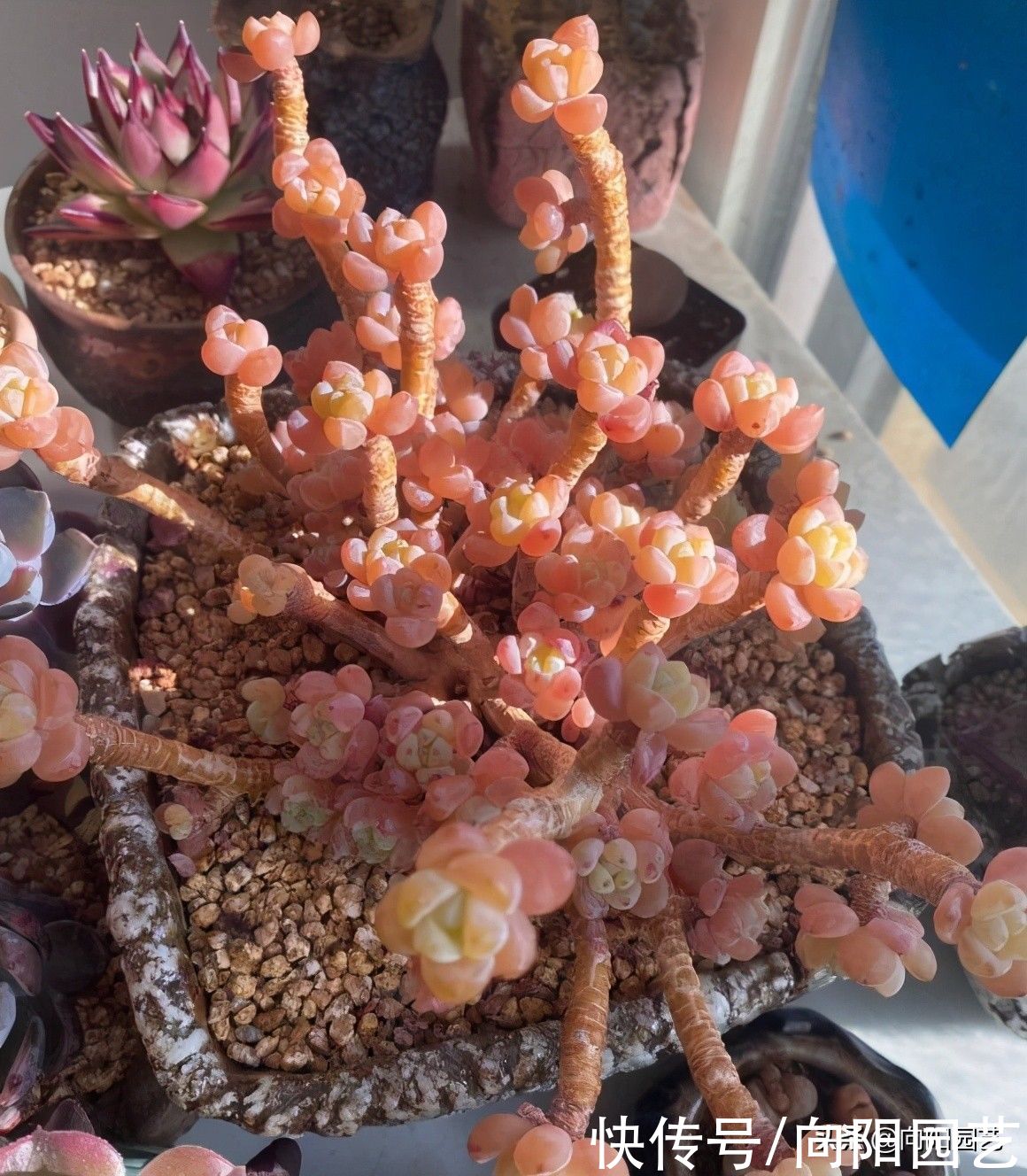 多肉|多肉养成老桩，靠的是时间，至少也要3年，心急吃不了热豆腐