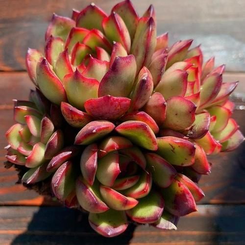 宝莉安娜|2种美得像花一样的多肉植物,隔着屏幕都能感受到它的美,真漂亮