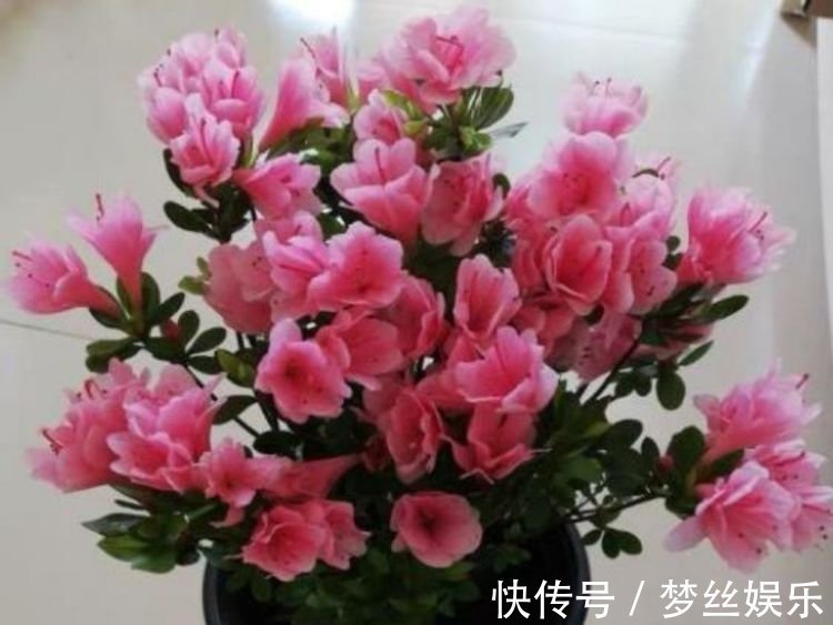 此款花卉,花艳易爆盆,全年开花不断,花开美观又大气