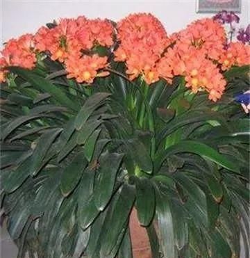 一棵长寿的花，124个花箭，开花，锅盖打开的方法