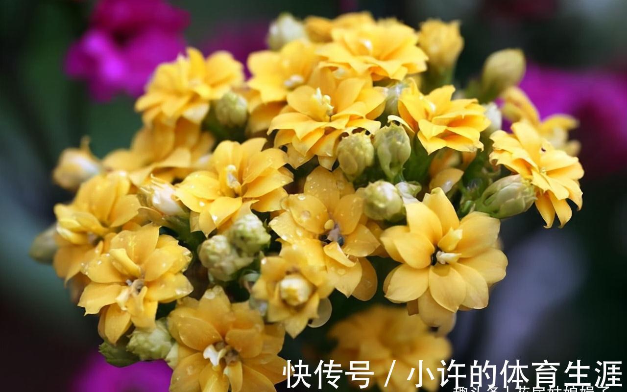 长寿花的花期到了,做好这6个方面,花苞密密麻麻,花朵开满了盆