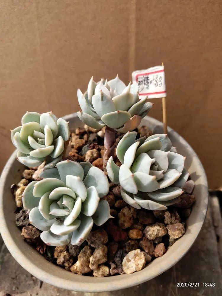 养肉多年的新手我相信它们一定可以变得更美丽！