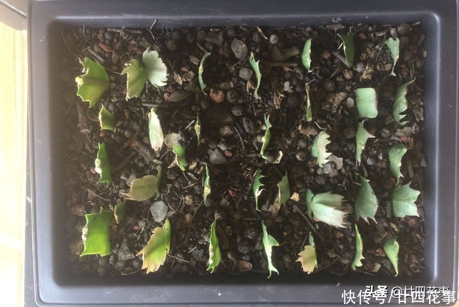 秋天扦插四种花，生根成活快，明年花开满阳台，实现“赏花自由”