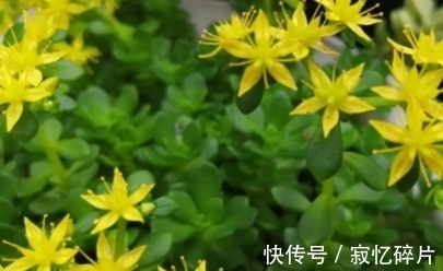 北斗七星|它的叶子像狗的牙齿,花枝似北斗七星,请重视