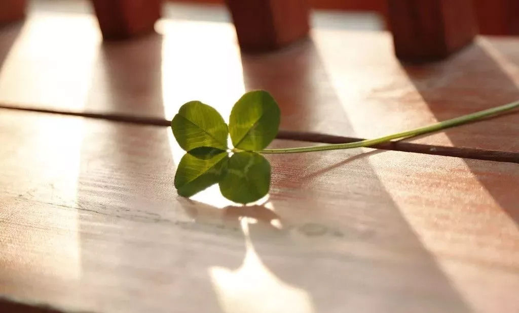 樱花草sweety 拇指琴简谱 快资讯