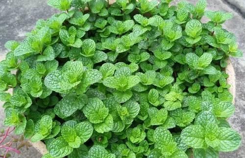 嗖嗖|3种花不用买,叶子丢花盆里,嗖嗖长白根,1盆变10盆