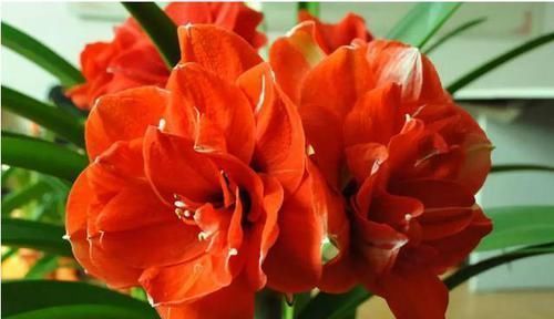 此花,花大好养红艳俊美,比玫瑰漂亮,比吊兰好养,丢土里就开花